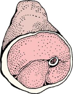 Ham vector drawing