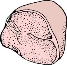 Ham vector graphics