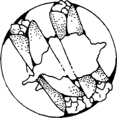 Vector drawing of crepes