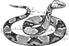 Copperhead vector image