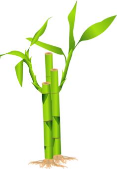 Closeup of bamboo stalk vector illustration