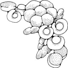 Vector graphics of rolls