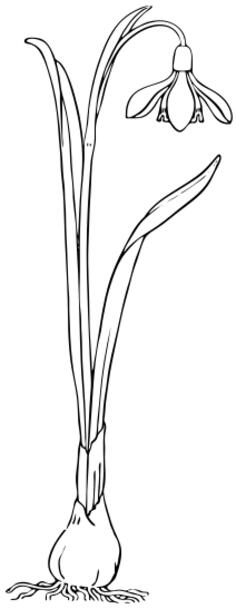 Snowdrop vector image