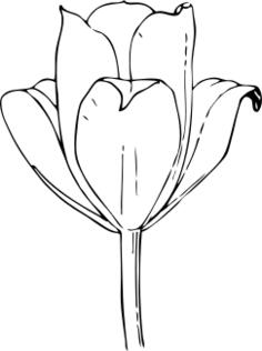 Vector graphics of tulip flower