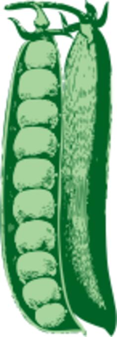 Peas vector illustration