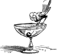 Vector drawing of bird on cocktail glass