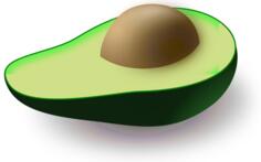 Avocado vector image