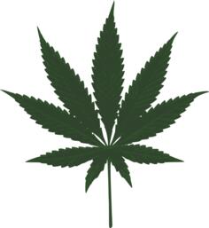 Cannabis leaf vector image