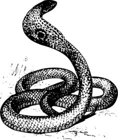 Cobra snake vector clip art