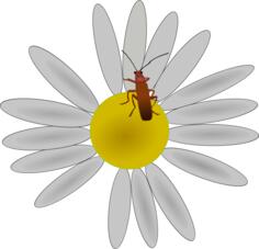 Bug on a flower vector