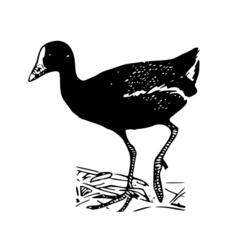 Gallinule bird vector