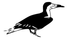 Black Skimmer Vector Art