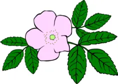 Rosa acicularis vector