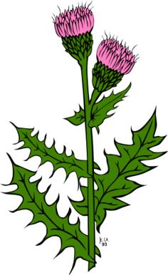 Cirsium arvense vector