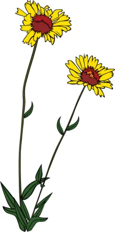 Gaillardia aristata vector